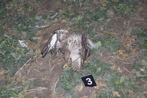 180325_orol_dravce_otrava509703