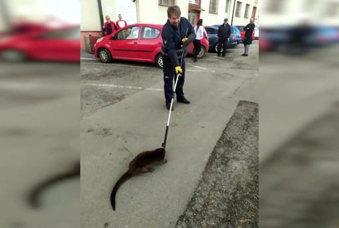 [multi] VSTUP Vydra v obchode. 7087