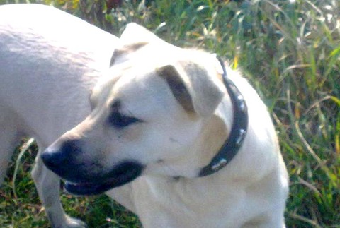 stratený pes Rony Latkovce Trenčín 4