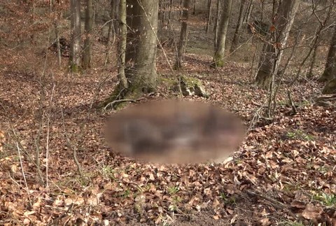 [multi] Vyhodené zvieracie pozostatky 1116