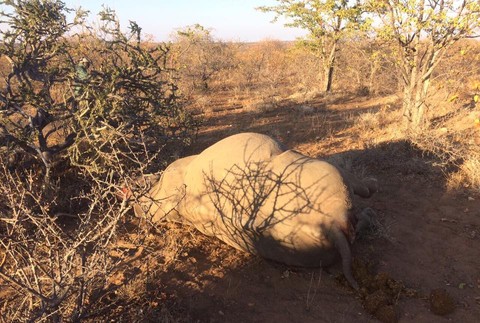 Pytliaci, nosorožce.jpg