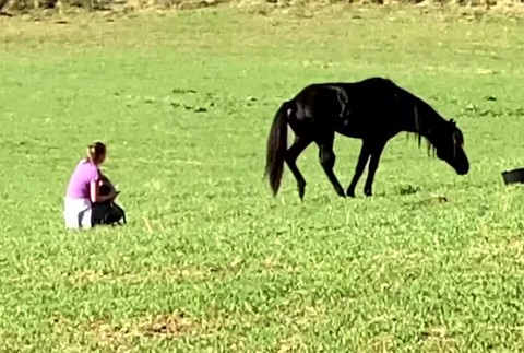 [multi] Združenie za práva zvierat chcelo zachrániť zraneného koňa. ŠVPS ho ale dala utratiť 2513
