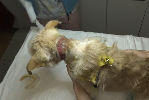 Nevinné obete ľudskej krutosti: Dva psíky mali lano vrastené do krku 