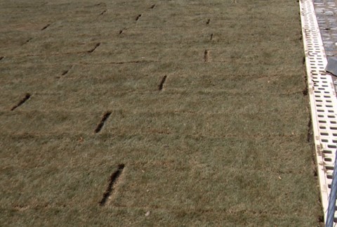 Osadenie trávnika na Námestí slobody stálo tisíce eur. Teraz to tam vyzerá ako na Sahare