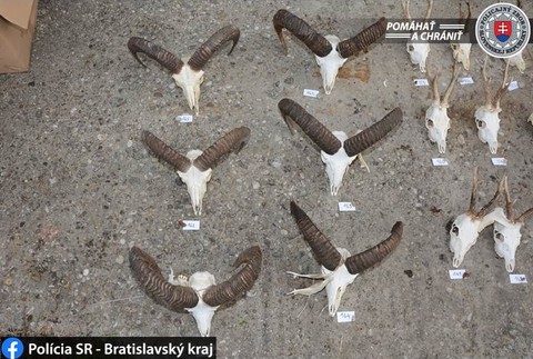 Najväčšia policajná akcia zameraná na pytliakov