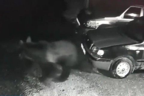 Mladý medveď navštevuje Liptov. Hoci ho špeciálne odplašia, on sa stále vracia