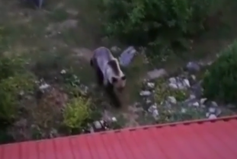 Už niekoľko dní Ružomberok pravidelne navštevuje mladý medveď. Neodplašia ho už ani policajné sirény