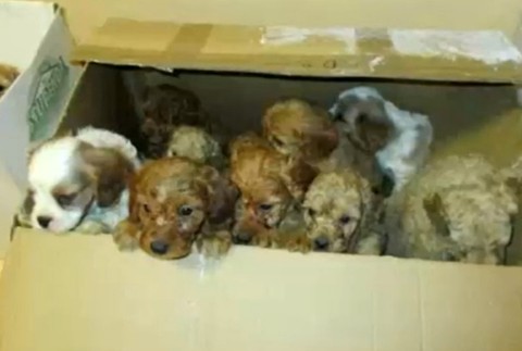 Talianska polícia zadržala gang pašerákov šteniat. Je medzi nimi aj Slovák