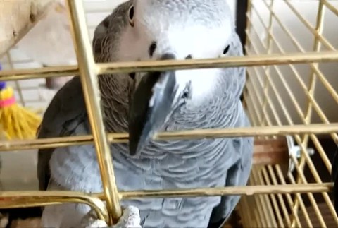 Papagáj napodobňoval zvuk požiarneho alarmu, do bytu o chvíľu vtrhli hasiči318