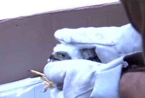 Video z unikátnej záchrany: Volá sa Mišo, má tri týždne a vypadol z hniezda, ktoré je 14 metrov nad zemou