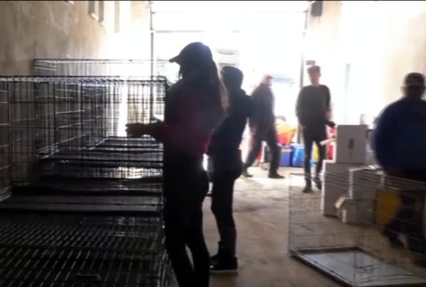 Dobrovoľníci vyrazili do ulíc. Pomáhajú pri odchyte stovky psov