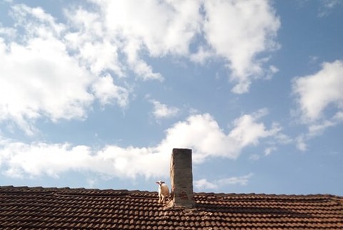 Košickí hasiči zachránili kozičku zo strechy.