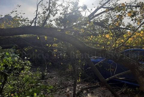 Spadnutý strom v Bratislave