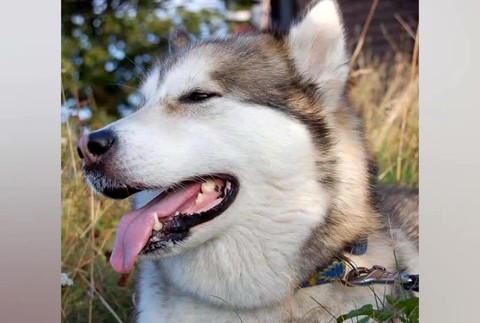 Trestný rozkaz pre psa890