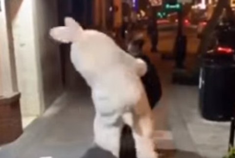 Hrdina veľkonočný zajac 