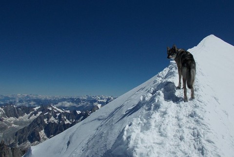 Rasty pod vrcholem Mont Blancu