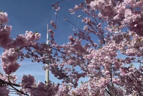 kvety il jar stormy kvet (2)