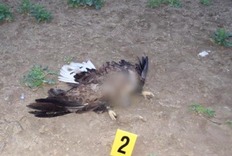 [multi] Uhynuté chránené dravce 521