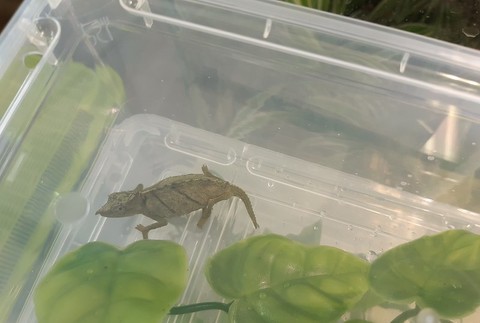 Colná polícia zadržala chameleónov na letisku 