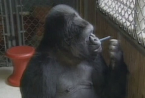 Gorila KOKO