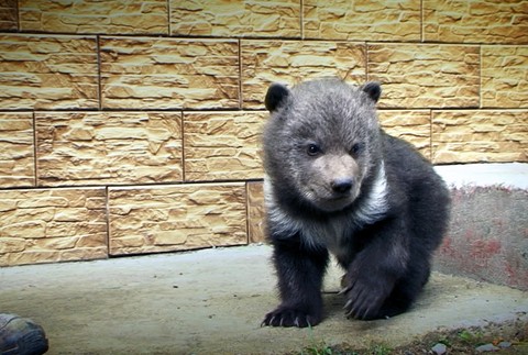 zachránený medvedík