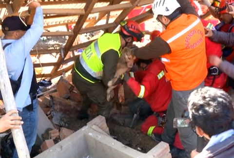 Z ruín domu zachránili psíka