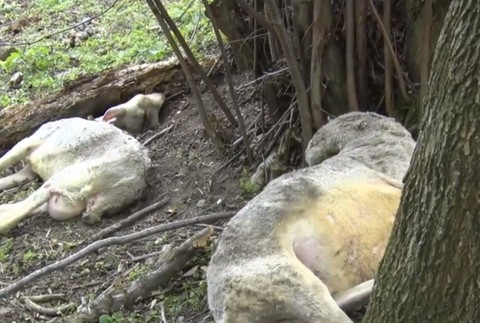 V lesoch vyčíňa šelma. Odnieslo si to stádo oviec