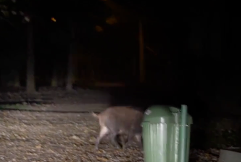 Diviaky na návšteve v Košiciach