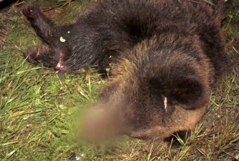 Cestu im skomplikoval asi 6-ročný medveď.