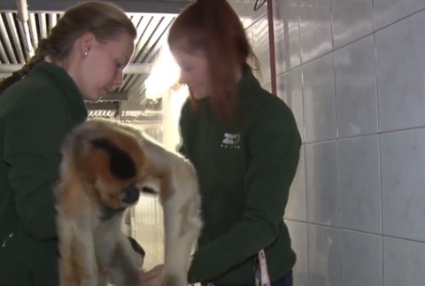 Brány bojnickej ZOO opustila samica gibona Kim. Putuje až do Ruska