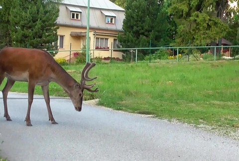 [multi] Jelen Karol 826