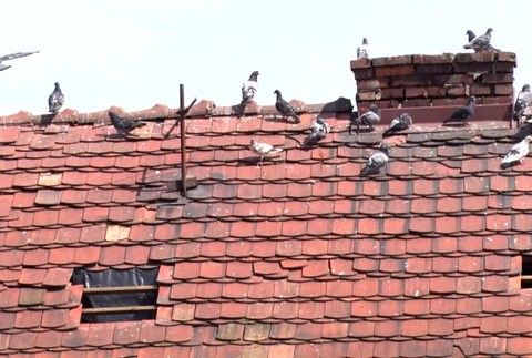 Bytovku v Prešove zaplavili silné dažde. Predtým ju chránil holubí trus348