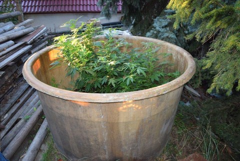 Polícia prichytila pestovateľov marihuany