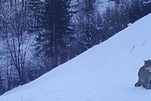 Netradične rozsiahle pátranie  po mačke divej