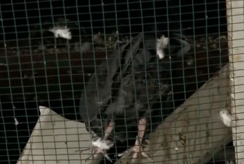 Uväznené holuby v košickej nemocnici