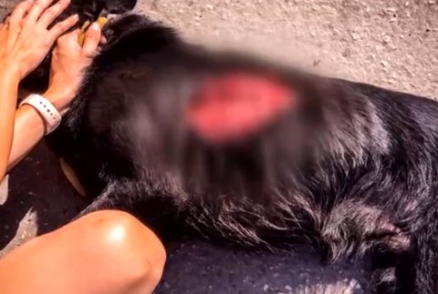 Pracovníci kastračného programu tvrdia, že v okolí dediny niekto strieľa psy 