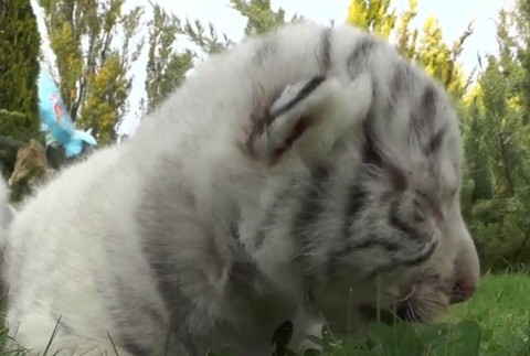 VIDEO: Safari park ukázal čerstvo narodené mláďatá. Ide o vzácny druh tigra