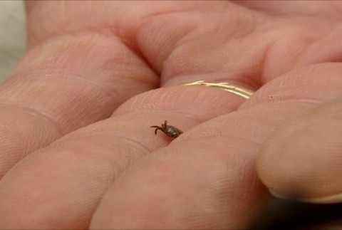 Sezóna kliešťov už začala. Malým parazitom stačili prvé slnečné lúče