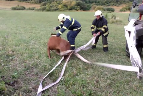 [multi] Celá záchrana teliatka 1830