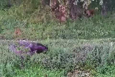 [multi] Zúrivý diviak medzi panelákmi zaútočil na psa. Majiteľ ho musel dať okamžite operovať 1157