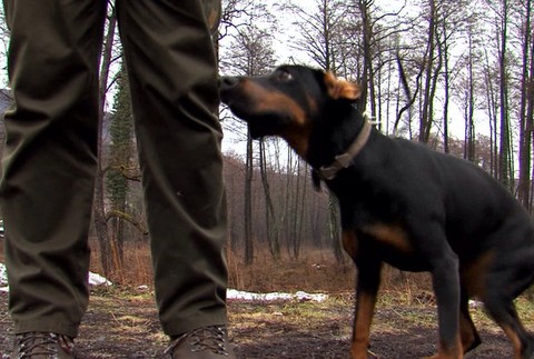 Pátračka so šťastným koncom. Sučka Elza je po 2 mesiacoch konečne doma