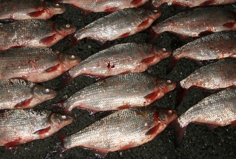 Razia proti pytliakom 3