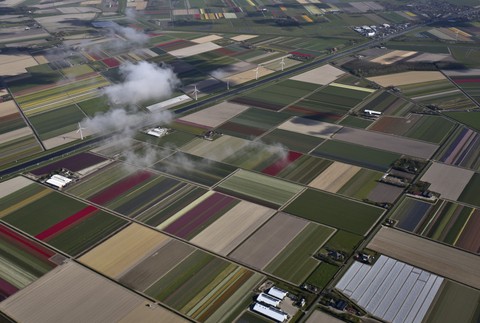 Tulipány v Holandsku