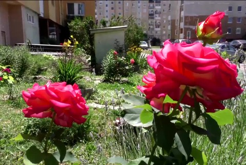 [multi] Príspevok na skrášľovanie 5976