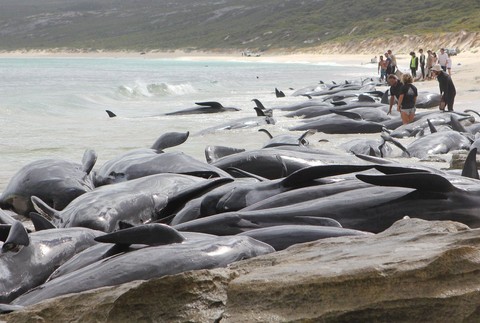Veľryby vyplavené na pláž 