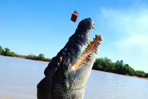 Beznohý krokodíl Brutus