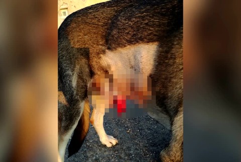 [multi] Zúrivý diviak medzi panelákmi zaútočil na psa. Majiteľ ho musel dať okamžite operovať 1159