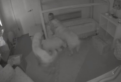 Bábätko, psíci, postieľka