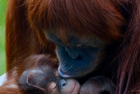 V bratislavskej zoo sa narodilo mláďa orangutana sumatrianskeho