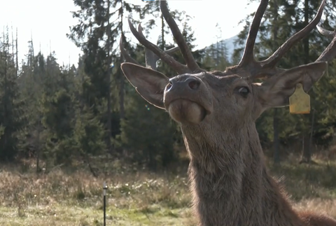 Polepšovňa pre jelene